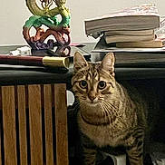 Luffy a rejoint le concours — aidez-le/la à gagner de superbes lots ! cat, tabby, curious, desk, books, dragon_statue, wooden_slats, power_strip, indoor, clutter, feline, pet, animal, curiosity, mystical, decor, stacked_books, whiskers, ears, sitting