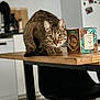 Luffy participe au concours pour gagner de l'argent avec cette photo : cat, tabby_cat, table, wood, box, kitchen, curious, feline, indoor, furniture, decor, eyes, ears, animal, pet, household, crouching, closeup, focus, background_blur