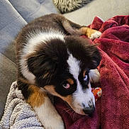Akira participe au concours pour gagner de l'argent avec cette photo : puppy, dog, tricolor, blue_eyes, couch, blanket, fur, pet, cute, indoor, cozy, fur_pillow, laying_down, looking_up, soft_texture, animal, young_dog, companion, relaxed, home
