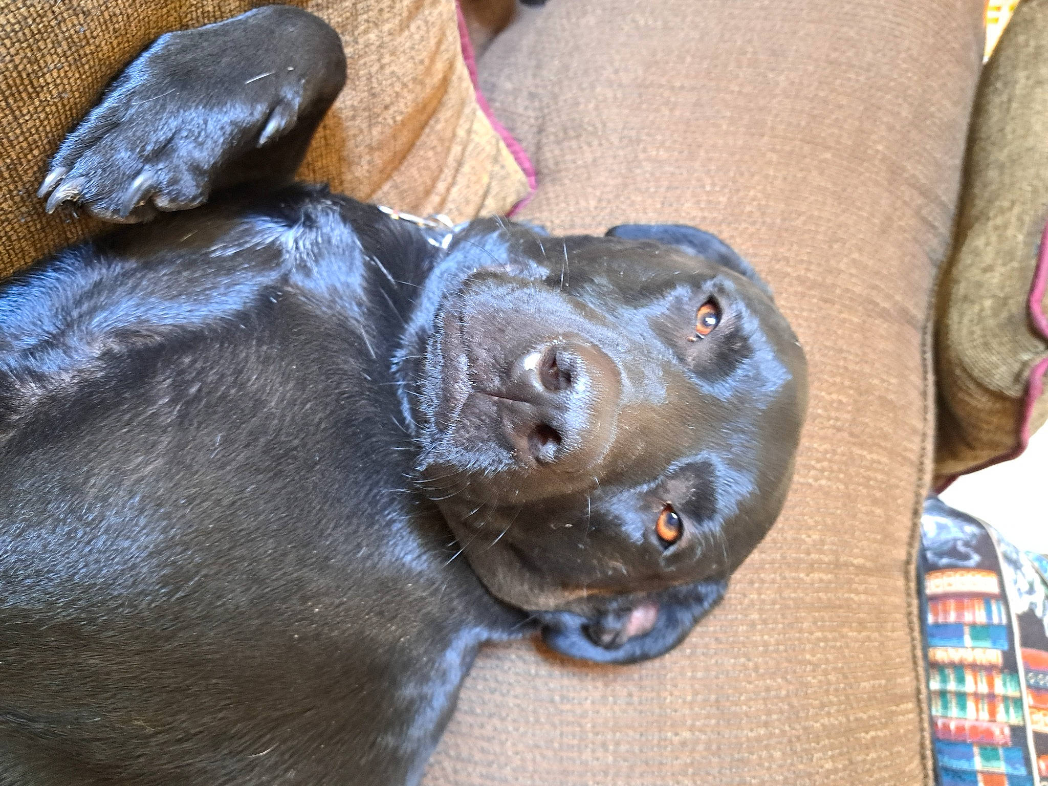 Anakin is registered to the contest to win money with this photo: borador, canidae, carnivore, companion_dog, dog, dog_breed, electric_blue, fawn, fur, guard_dog, gun_dog, liver, non_sporting_group, pet_supply, pointing_breed, retriever, sporting_group, terrestrial_animal, whiskers, working_animal