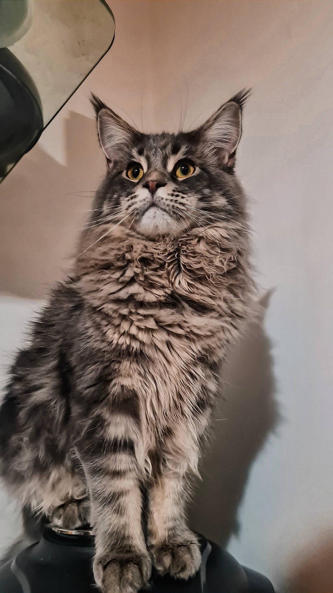 Twister participe au concours pour gagner de l'argent avec cette photo : carnivore, cat, domestic_short_haired_cat, felidae, fur, grey, iris, monochrome, monochrome_photography, sitting, small_to_medium_sized_cats, snout, tail, terrestrial_animal, whiskers, wildlife