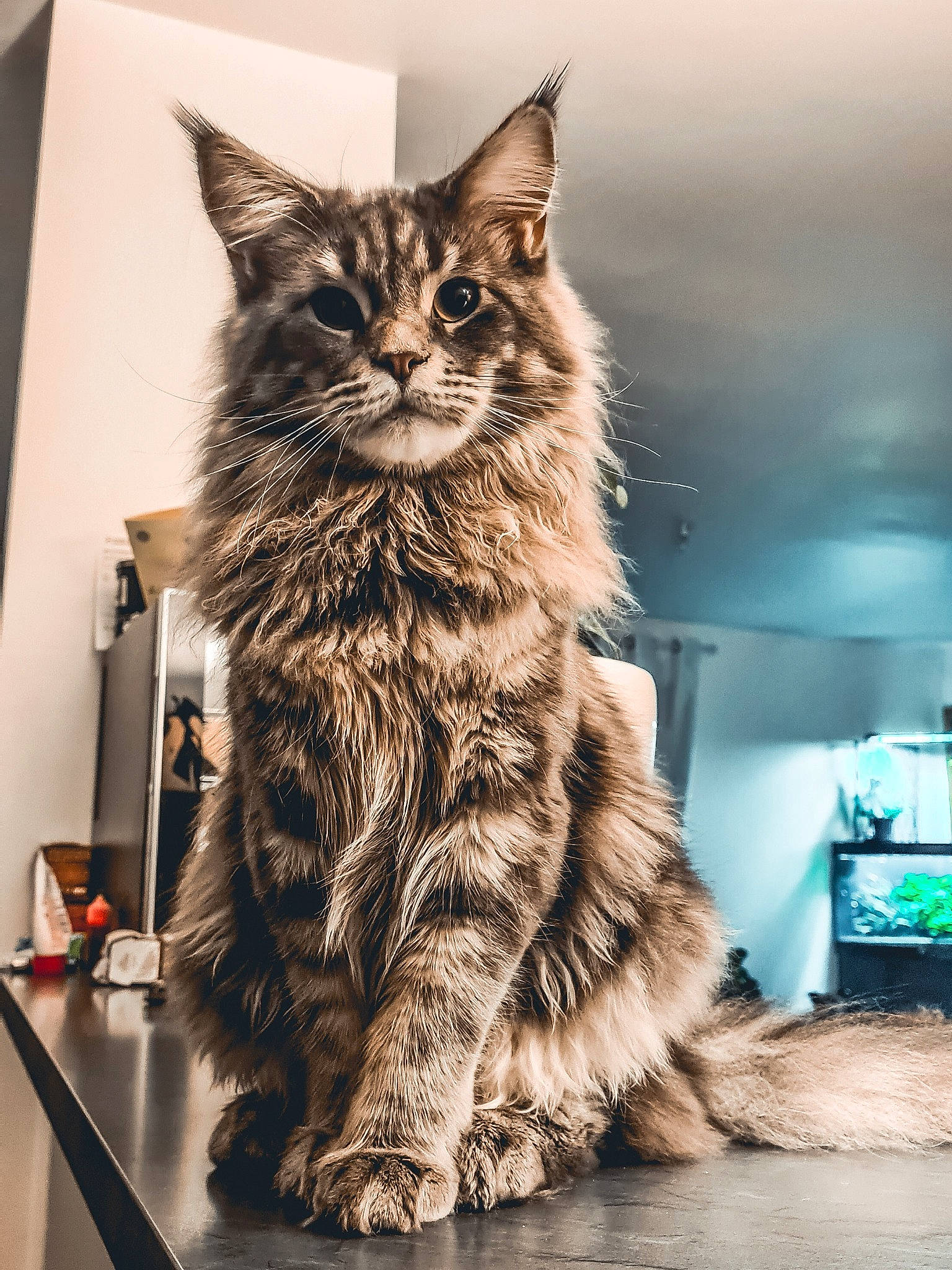 Twister participe au concours pour gagner de l'argent avec cette photo : carnivore, cat, claw, domestic_short_haired_cat, felidae, fur, maine_coon, monochrome, monochrome_photography, paw, picture_frame, shelf, sitting, small_to_medium_sized_cats, snout, table, television, whiskers