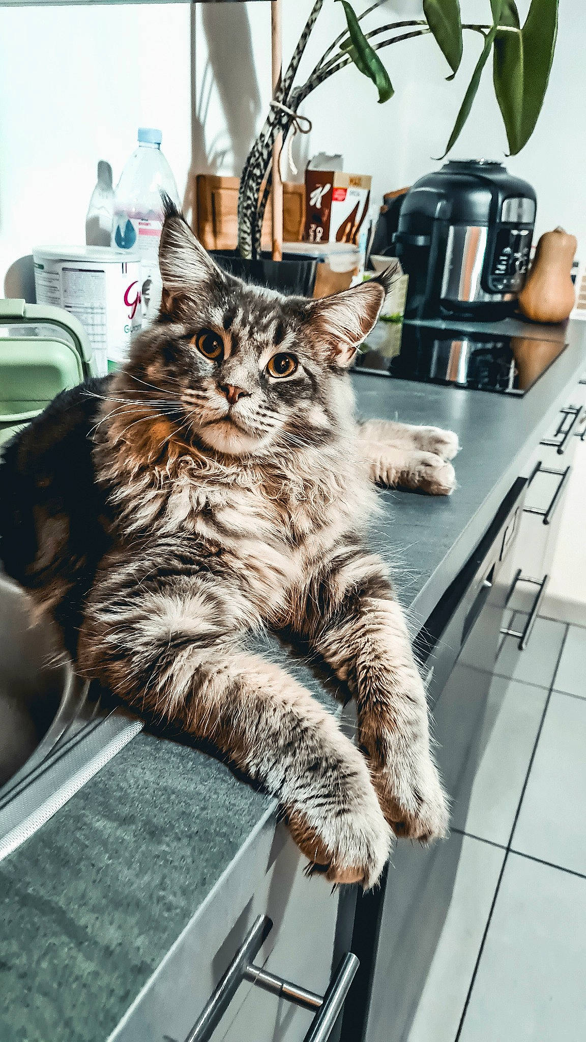 Twister a rejoint le concours — aidez-le/la à gagner de superbes lots ! carnivore, cat, claw, comfort, domestic_short_haired_cat, felidae, fur, metal, paw, sitting, small_to_medium_sized_cats, table, tableware, tail, whiskers