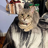 Nala joined the competition — help win amazing prizes! cat, tabby, pet, animal, indoor, feline, yellow_eyes, collar, blanket, cage, resting, curious, soft_texture, household_items, bottles, furniture, domestic, cute, fur, whiskers