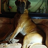 Univers a rejoint le concours — aidez-le/la à gagner de superbes lots ! dog, great_dane, couch, fish_tank, fish, pet, indoor, animal, mammal, aquarium, furniture, canine, resting, large_dog, living_room, home, domestic, light, shadow, relaxing