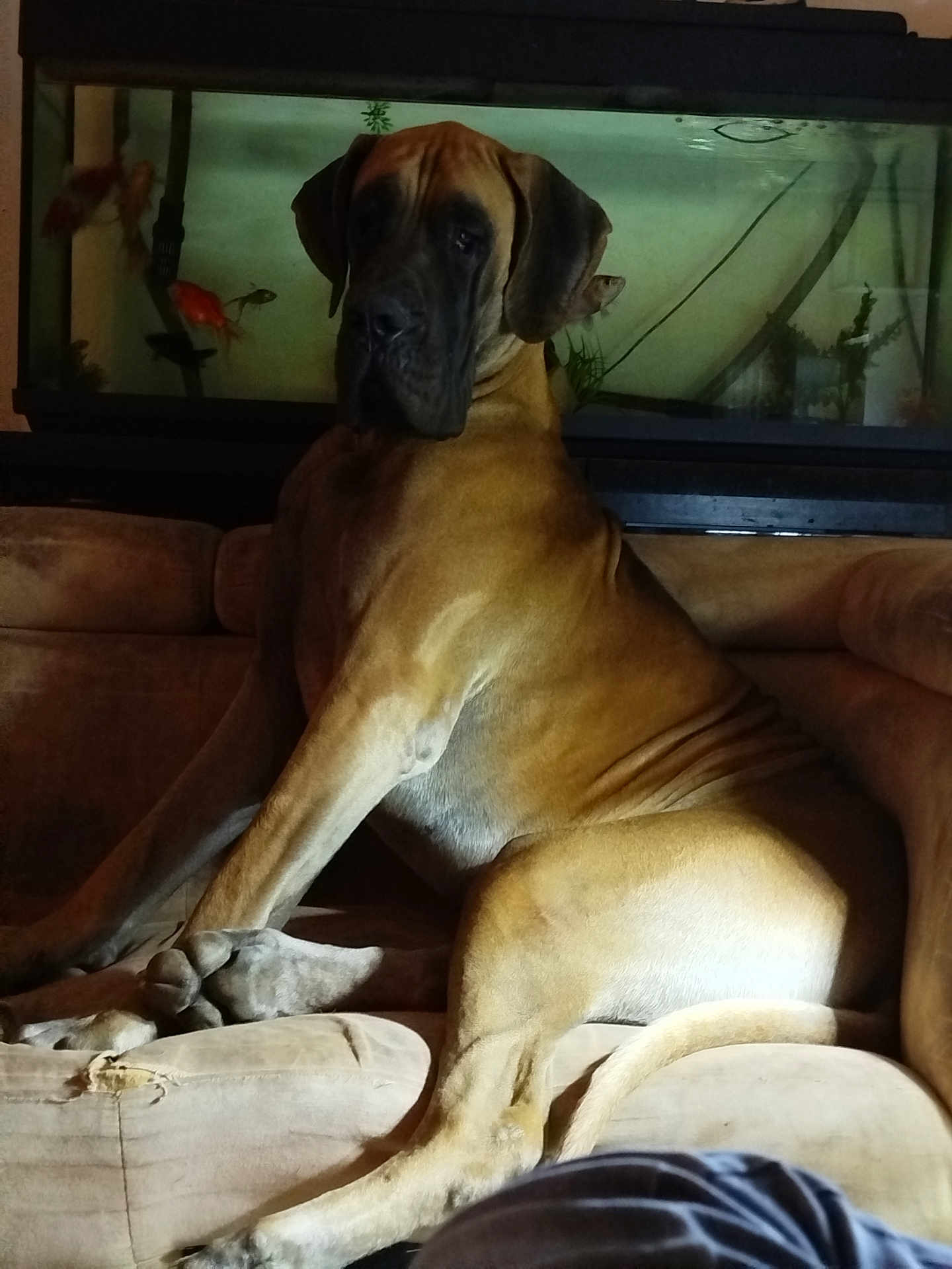Univers a rejoint le concours — aidez-le/la à gagner de superbes lots ! dog, great_dane, couch, fish_tank, fish, pet, indoor, animal, mammal, aquarium, furniture, canine, resting, large_dog, living_room, home, domestic, light, shadow, relaxing