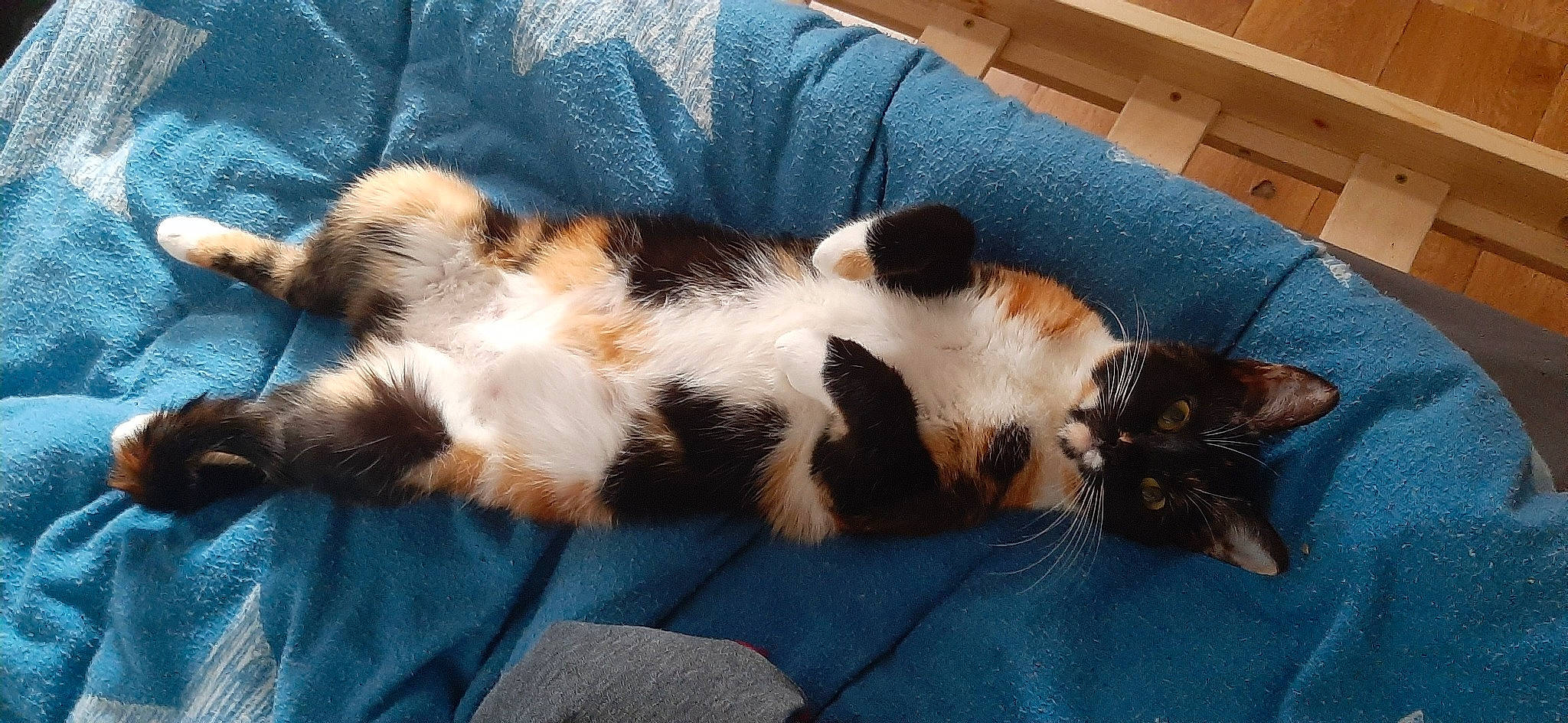 Happy participe au concours pour gagner de l'argent avec cette photo : canidae, carnivore, cat, dog_breed, fawn, felidae, fur, kitten, mammal, paw, small_to_medium_sized_cats, sporting_group, tail, whiskers