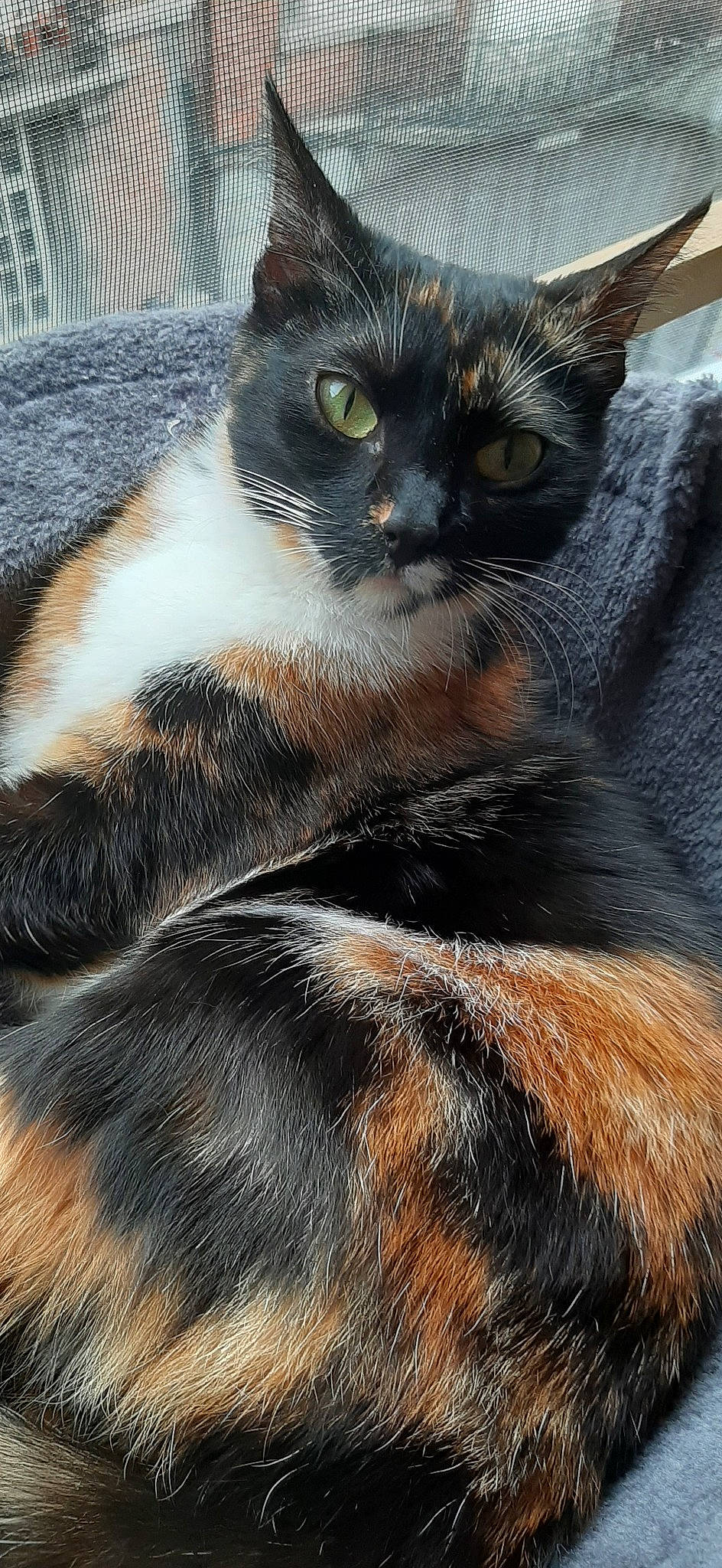 Happy participe au concours pour gagner de l'argent avec cette photo : asian, carnivore, cat, domestic_short_haired_cat, felidae, fur, mammal, small_to_medium_sized_cats, snout, tail, vertebrate, whiskers