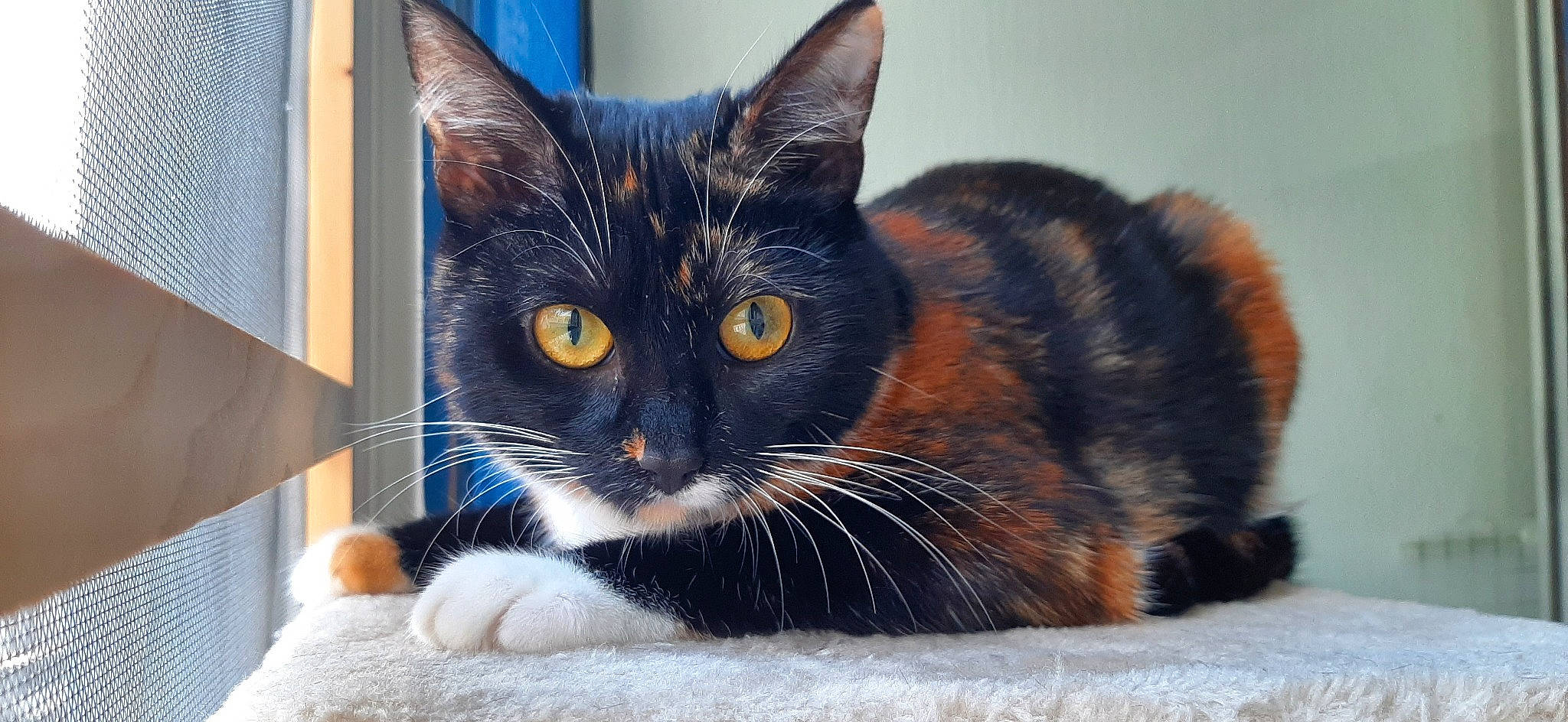 Happy a rejoint le concours — aidez-le/la à gagner de superbes lots ! aegean_cat, american_shorthair, american_wirehair, asian, black_cat, carnivore, cat, domestic_short_haired_cat, european_shorthair, eye, felidae, fur, kitten, mammal, ojos_azules, small_to_medium_sized_cats, snout, tabby_cat, vertebrate, whiskers