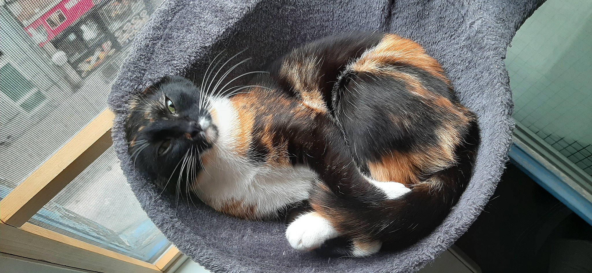 Happy participe au concours pour gagner de l'argent avec cette photo : carnivore, cat, domestic_long_haired_cat, european_shorthair, felidae, fur, kitten, mammal, norwegian_forest_cat, paw, polydactyl_cat, small_to_medium_sized_cats, snout, whiskers