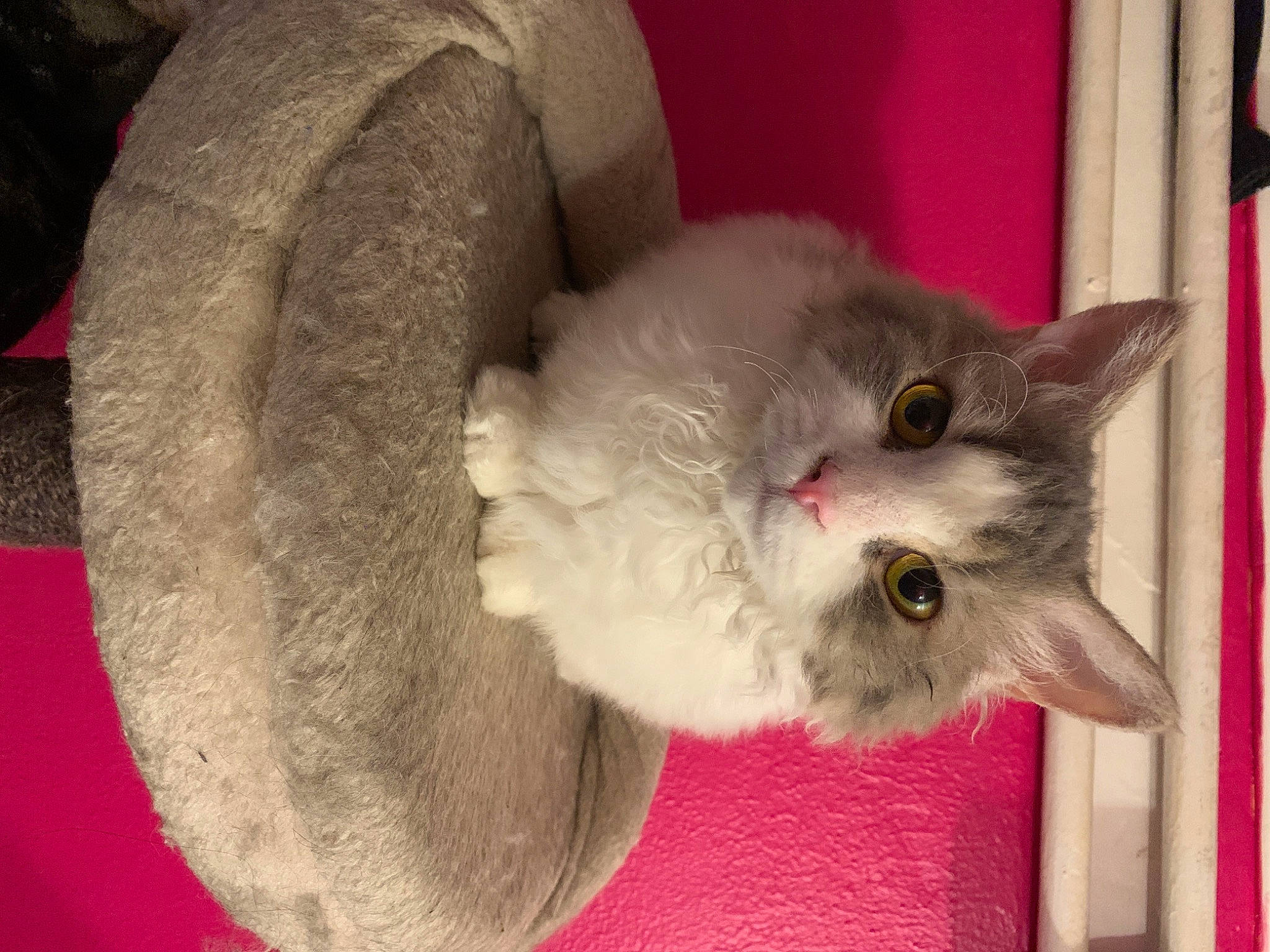 Belle a rejoint le concours — aidez-le/la à gagner de superbes lots ! carnivore, cat, cat_bed, cat_supply, claw, comfort, domestic_short_haired_cat, ear, fawn, felidae, fur, grey, iris, paw, pet_supply, small_to_medium_sized_cats, snout, tail, whiskers