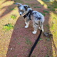 Athéna a rejoint le concours — aidez-le/la à gagner de superbes lots ! blue_eye, brown_eye, curious, dog, garden, gravel, greenery, harness, leash, mixed_color, nature, outdoor, pet, plants, puppy, shadow, small_dog, spotted, sunlight, young_dog