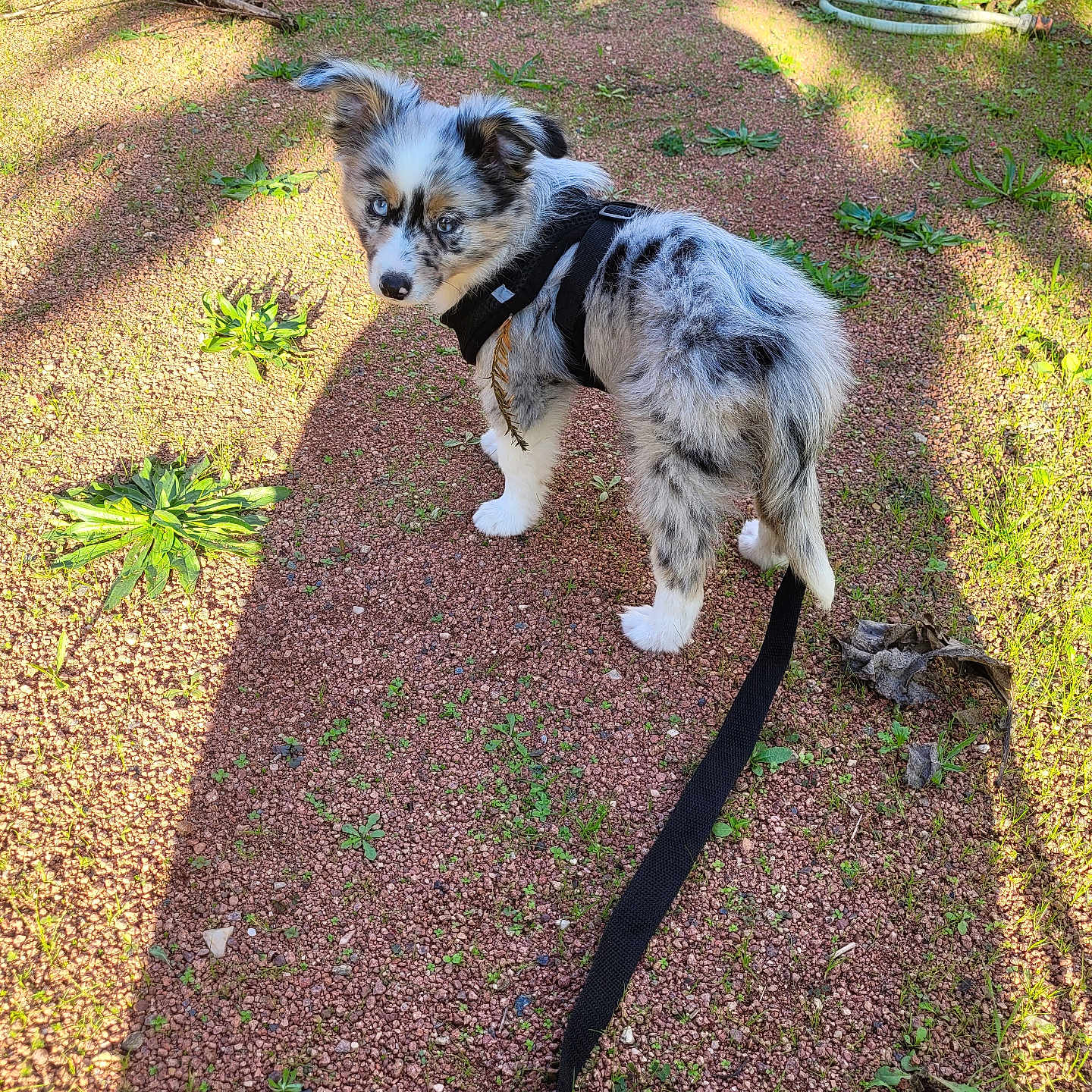 Athéna a rejoint le concours — aidez-le/la à gagner de superbes lots ! blue_eye, brown_eye, curious, dog, garden, gravel, greenery, harness, leash, mixed_color, nature, outdoor, pet, plants, puppy, shadow, small_dog, spotted, sunlight, young_dog