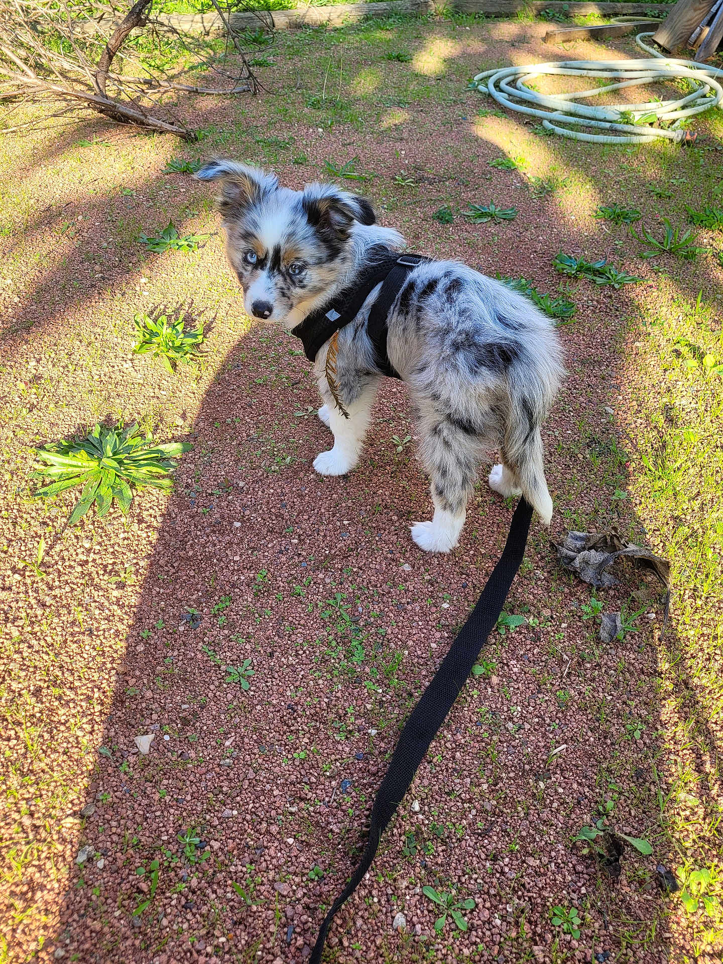 Athéna a rejoint le concours — aidez-le/la à gagner de superbes lots ! blue_eye, brown_eye, curious, dog, garden, gravel, greenery, harness, leash, mixed_color, nature, outdoor, pet, plants, puppy, shadow, small_dog, spotted, sunlight, young_dog