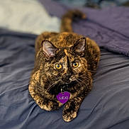 Lexi joined the competition — help win amazing prizes! animal, bed, cat, closeup, collar, cozy, cute, domestic, feline, fur, indoor, laying, pet, purple, relaxed, soft_light, tag, tortoiseshell, whiskers, yellow_eyes