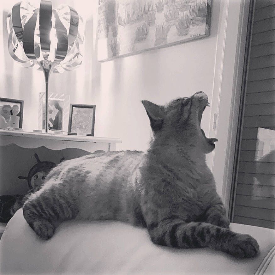 Baby Blue participe au concours pour gagner de l'argent avec cette photo : asian, black_and_white, carnivore, cat, domestic_short_haired_cat, european_shorthair, felidae, mammal, russian_blue, small_to_medium_sized_cats, tabby_cat, tail, whiskers