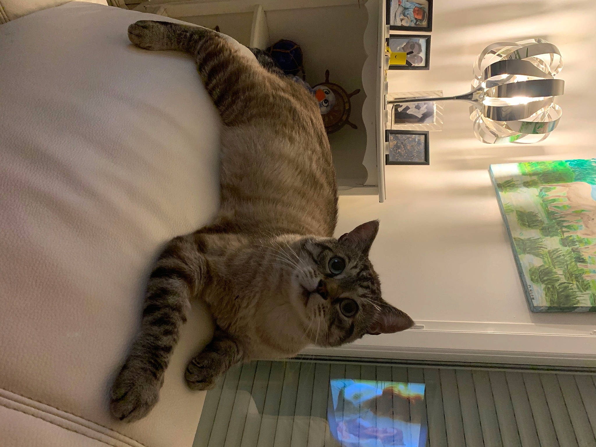 Baby Blue a rejoint le concours — aidez-le/la à gagner de superbes lots ! american_curl, american_shorthair, asian, australian_mist, california_spangled, carnivore, cat, claw, domestic_short_haired_cat, dragon_li, european_shorthair, felidae, fur, ocicat, paw, pixie_bob, small_to_medium_sized_cats, tabby_cat, tail, whiskers