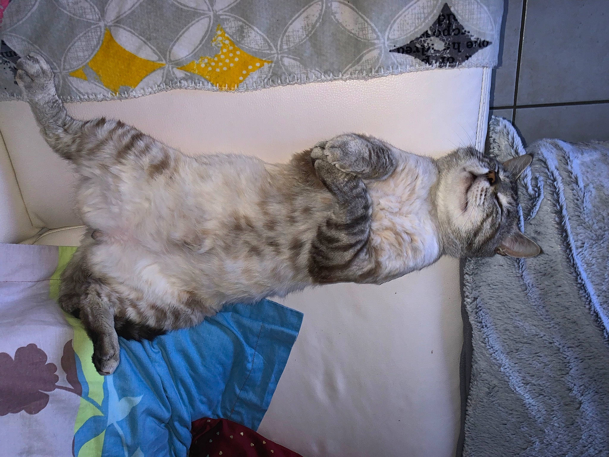 Baby Blue a rejoint le concours — aidez-le/la à gagner de superbes lots ! american_curl, carnivore, cat, dragon_li, egyptian_mau, european_shorthair, felidae, kitten, nap, norwegian_forest_cat, pixie_bob, sleep, small_to_medium_sized_cats, tabby_cat, whiskers