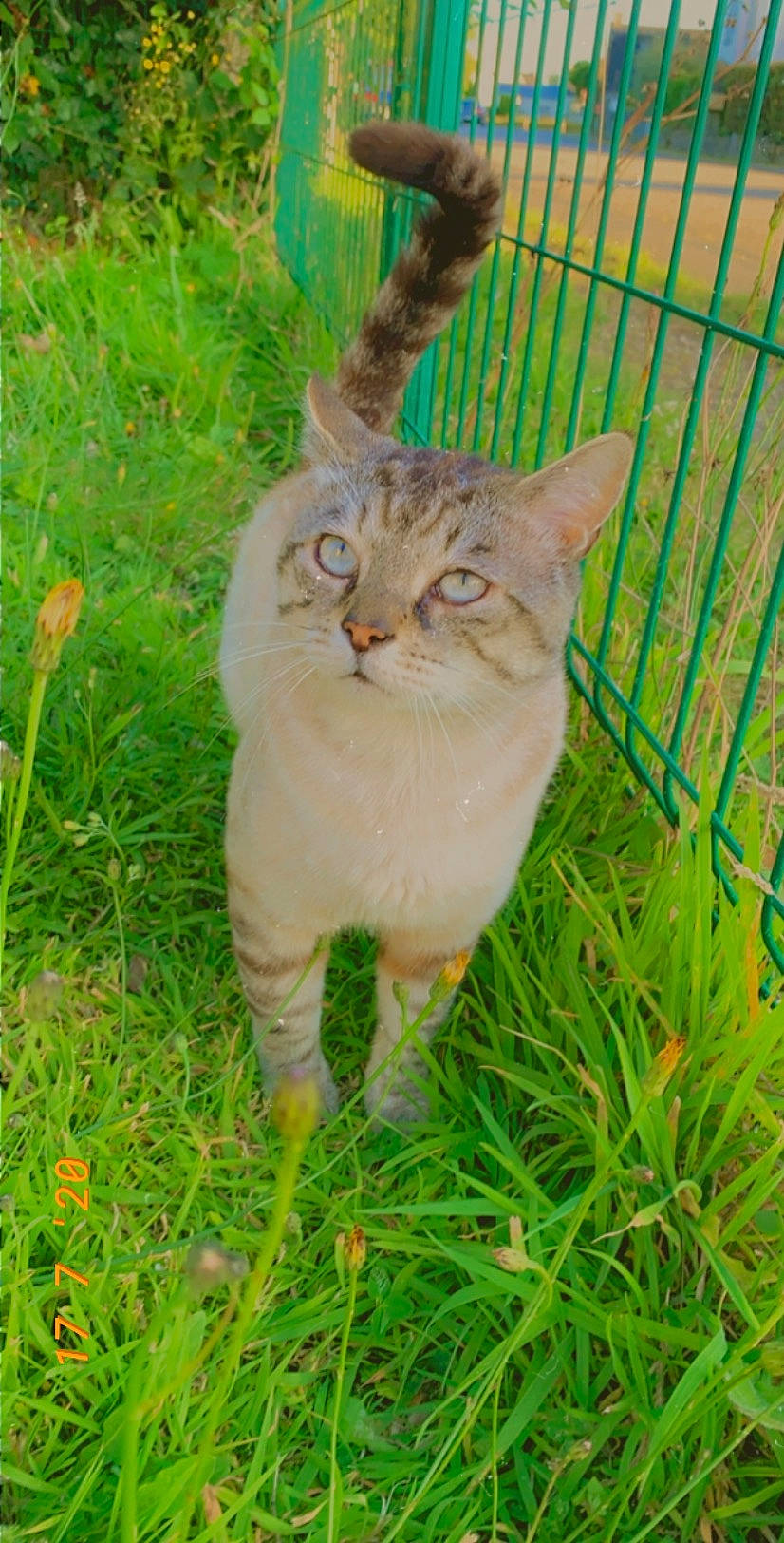 Baby Blue a rejoint le concours — aidez-le/la à gagner de superbes lots ! aegean_cat, asian, australian_mist, carnivore, cat, domestic_short_haired_cat, european_shorthair, fawn, felidae, german_rex, grass, mammal, plant, small_to_medium_sized_cats, tabby_cat, tail, whiskers, wild_cat