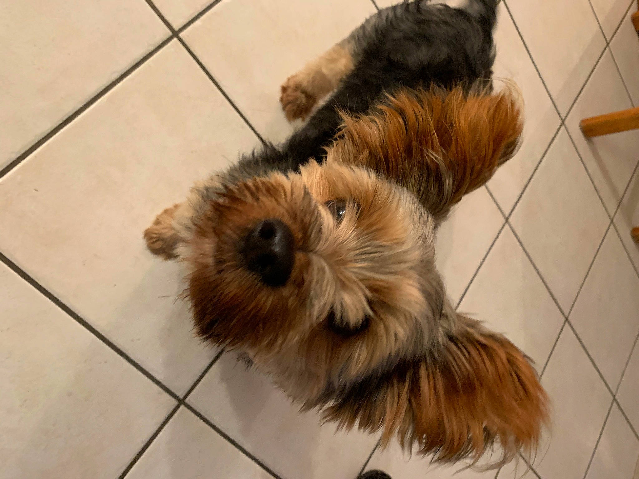Zizi a rejoint le concours — aidez-le/la à gagner de superbes lots ! australian_silky_terrier, australian_terrier, cairn_terrier, canidae, carnivore, companion_dog, dog, dog_breed, dutch_smoushond, glen_of_imaal_terrier, mammal, norfolk_terrier, norwich_terrier, rare_breed_dog, small_terrier, snout, sporting_lucas_terrier, terrier, yorkipoo, yorkshire_terrier