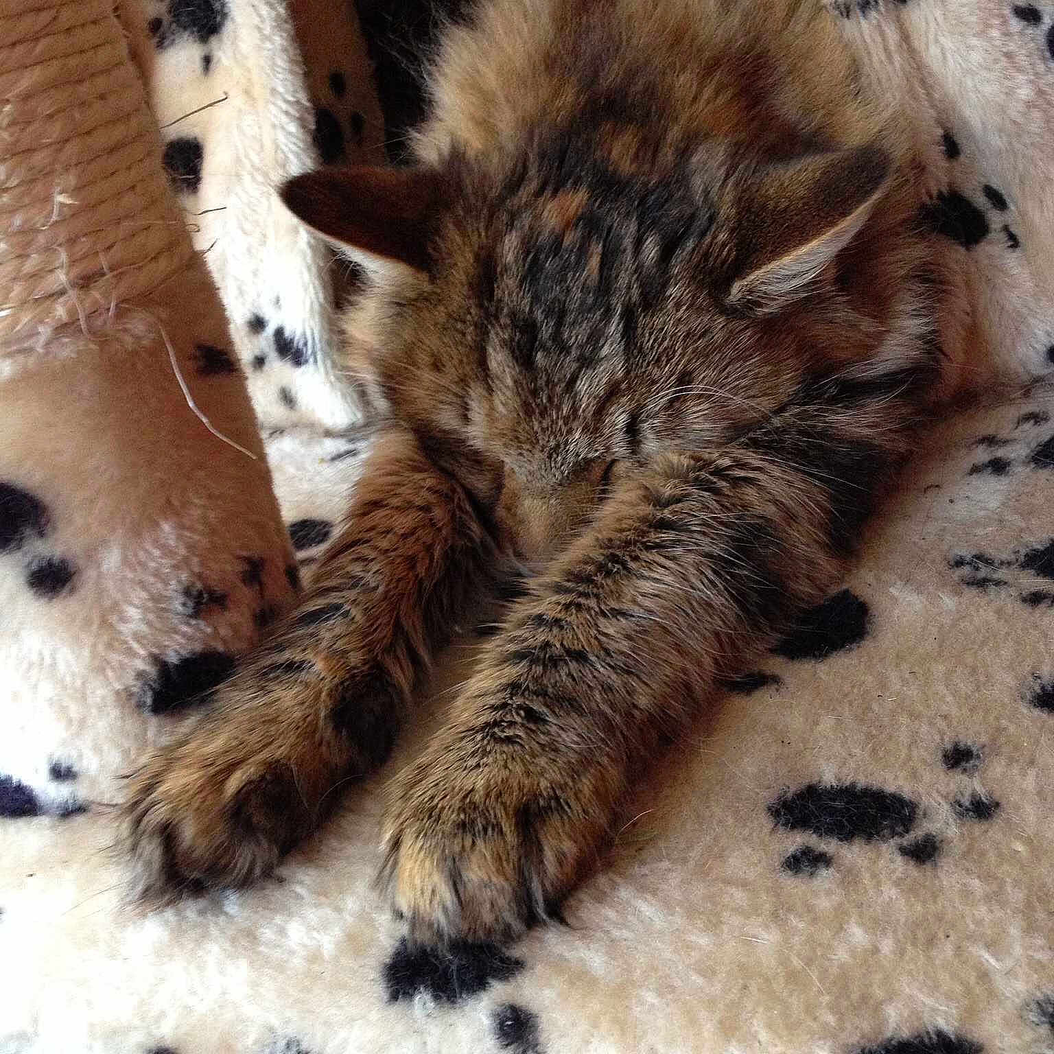 Emmiline is registered to the contest to win money with this photo: