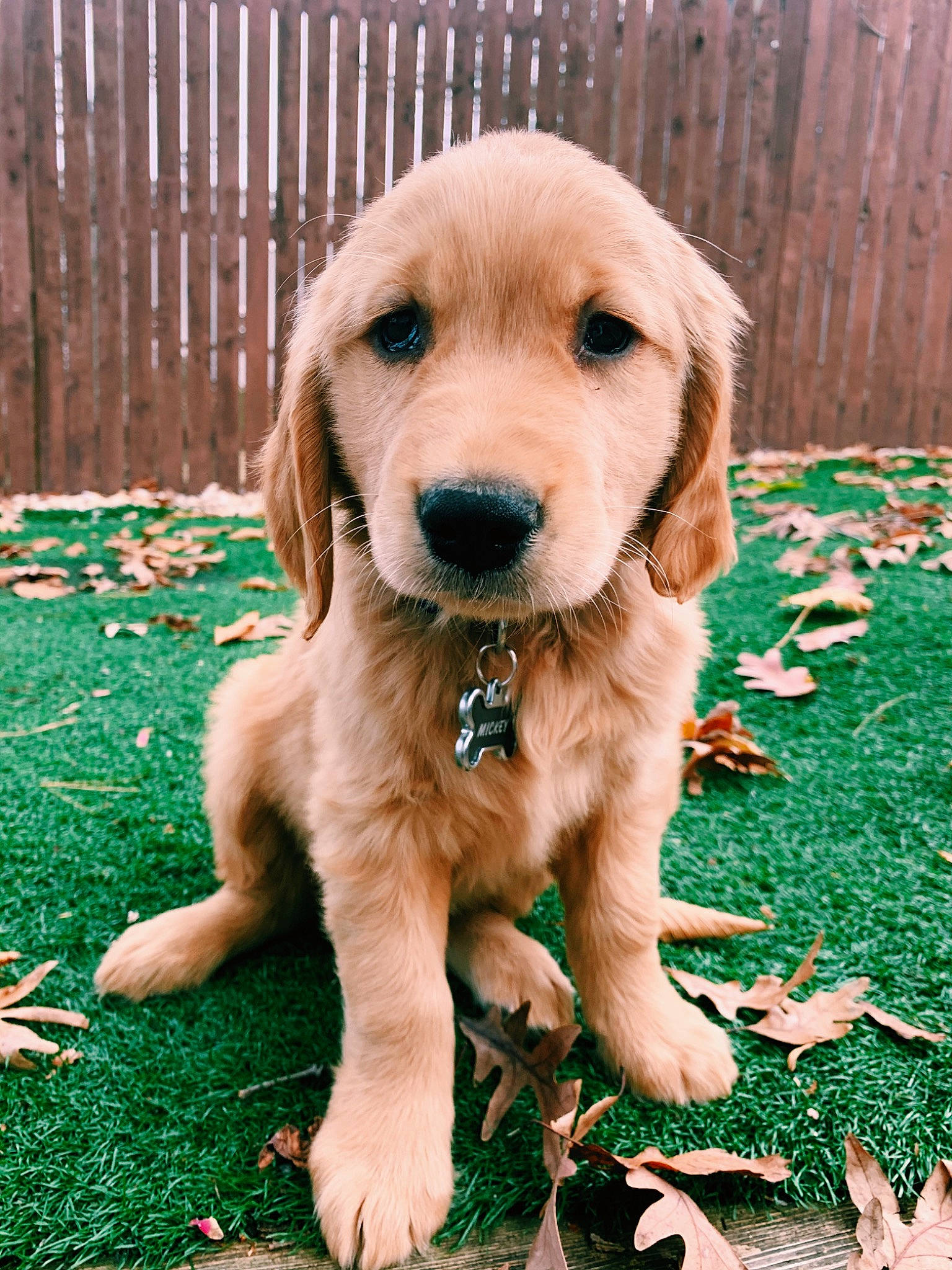 Mickey joined the competition — help win amazing prizes! ancient_dog_breeds, beagador, canidae, carnivore, companion_dog, dog, dog_breed, fawn, flat_coated_retriever, golden_retriever, hovawart, labrador_retriever, mammal, puppy, retriever, snout, sporting_group, vertebrate