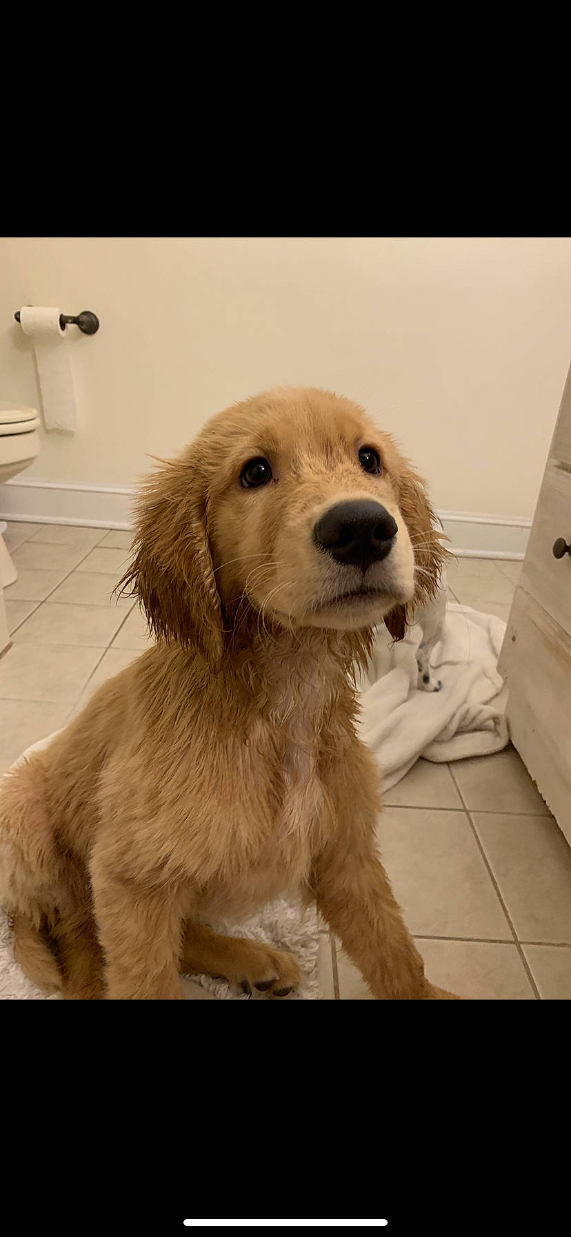 Mickey joined the competition — help win amazing prizes! basset_fauve_de_bretagne, canidae, carnivore, companion_dog, dog, dog_breed, fawn, fur, golden_retriever, mammal, puppy, rare_breed_dog, retriever, snout, sporting_group, vertebrate, whiskers