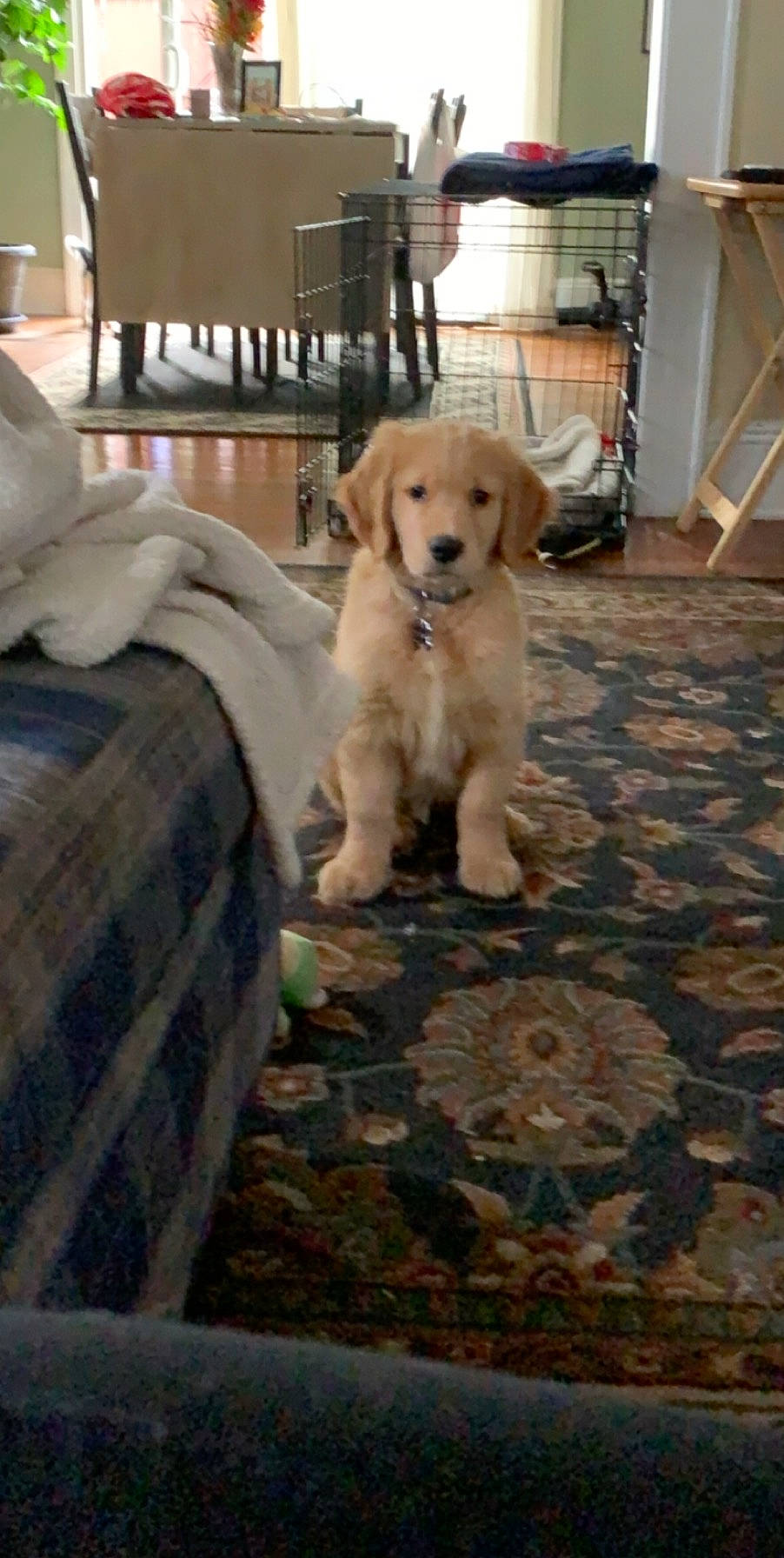 Mickey joined the competition — help win amazing prizes! carnivore, chair, comfort, companion_dog, dog, dog_breed, fawn, floor, flooring, fur, gun_dog, hardwood, mammal, pet_supply, retriever, sporting_group, tail, wood, wood_flooring, working_animal