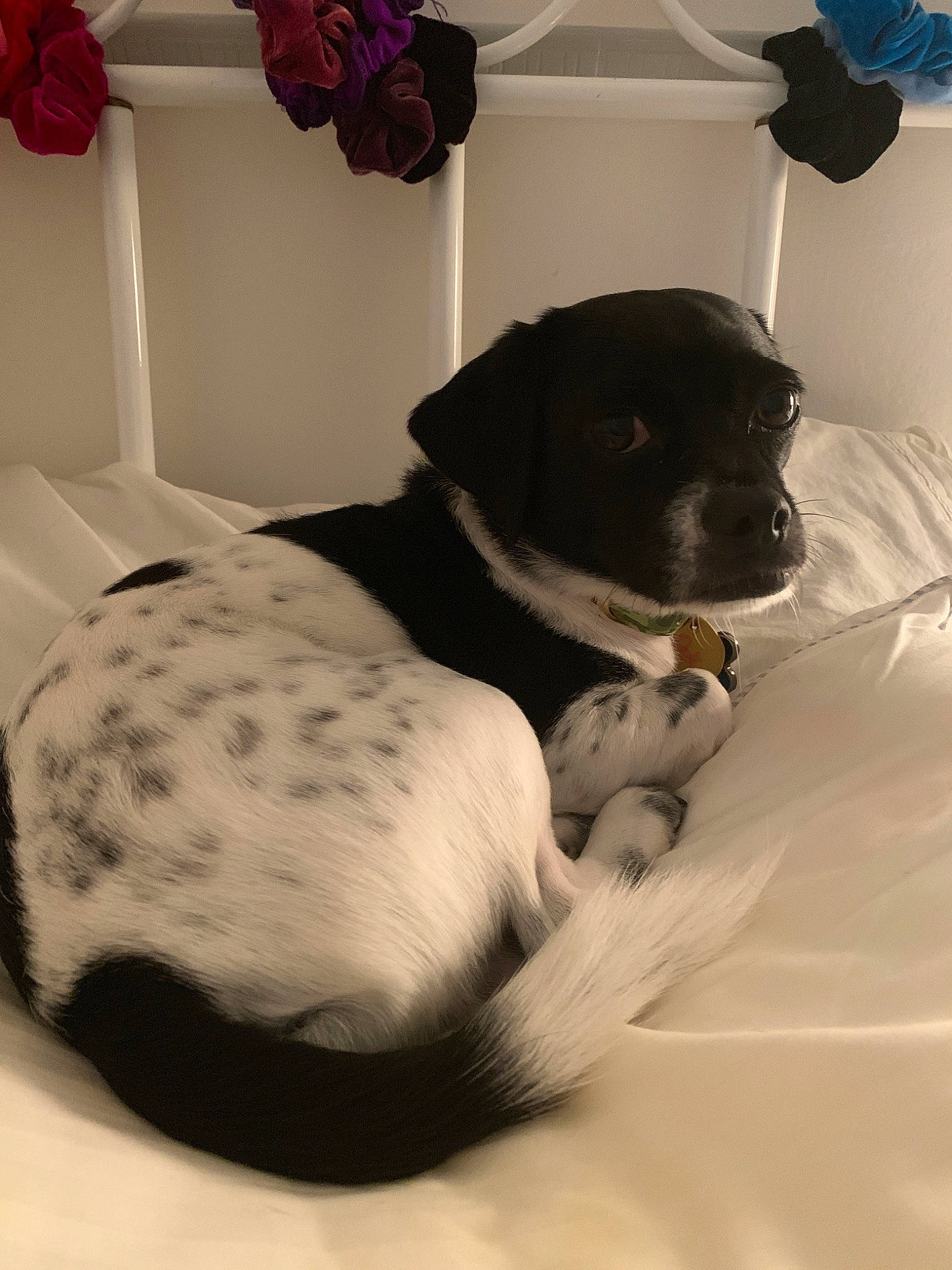 Duke joined the competition — help win amazing prizes! borador, braque_dauvergne, canidae, carnivore, dog, dog_breed, fur, german_shorthaired_pointer, old_danish_pointer, pointer, puppy, snout, sporting_group, stabyhoun, tail