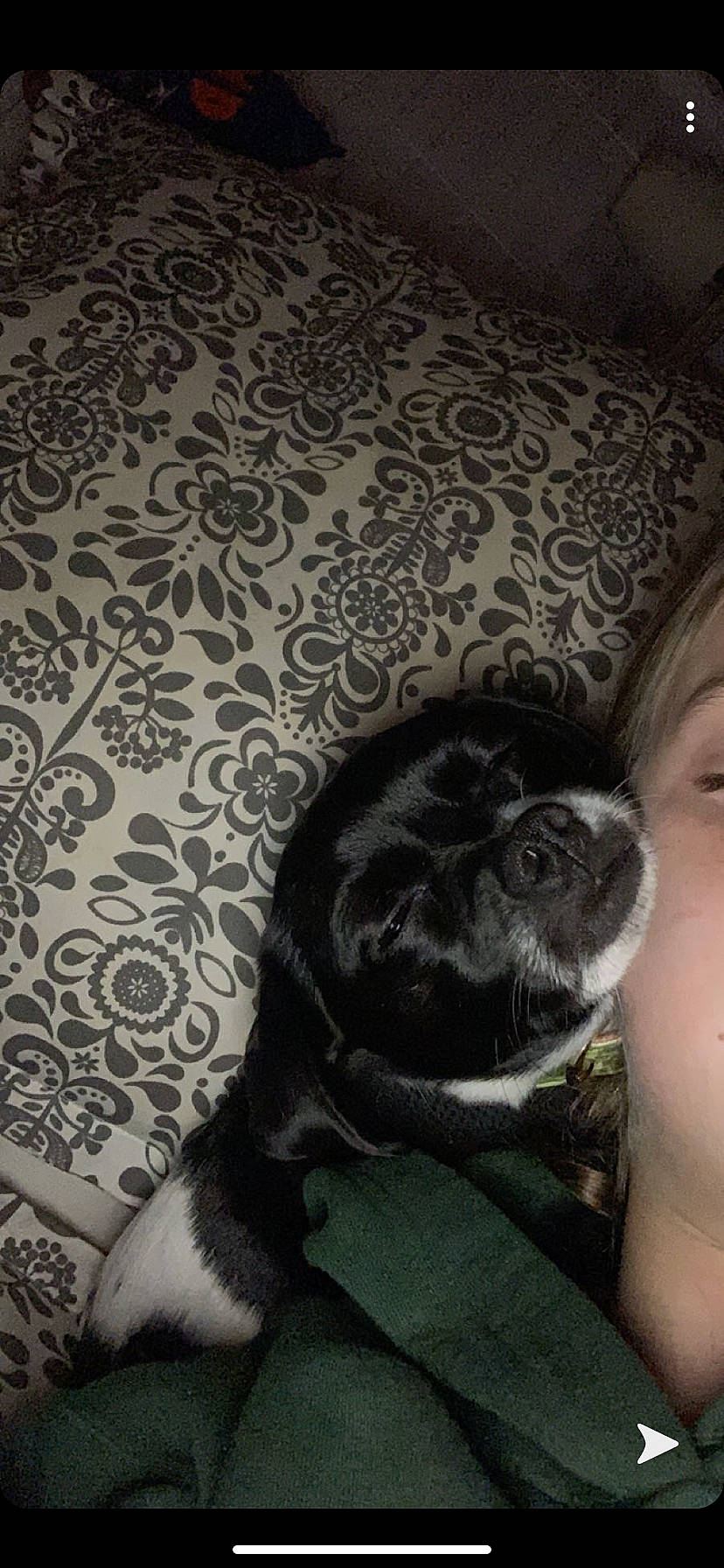 Duke joined the competition — help win amazing prizes! american_cocker_spaniel, boston_terrier, canidae, carnivore, companion_dog, dog, dog_breed, non_sporting_group, puppy, puppy_love, snout, sporting_group