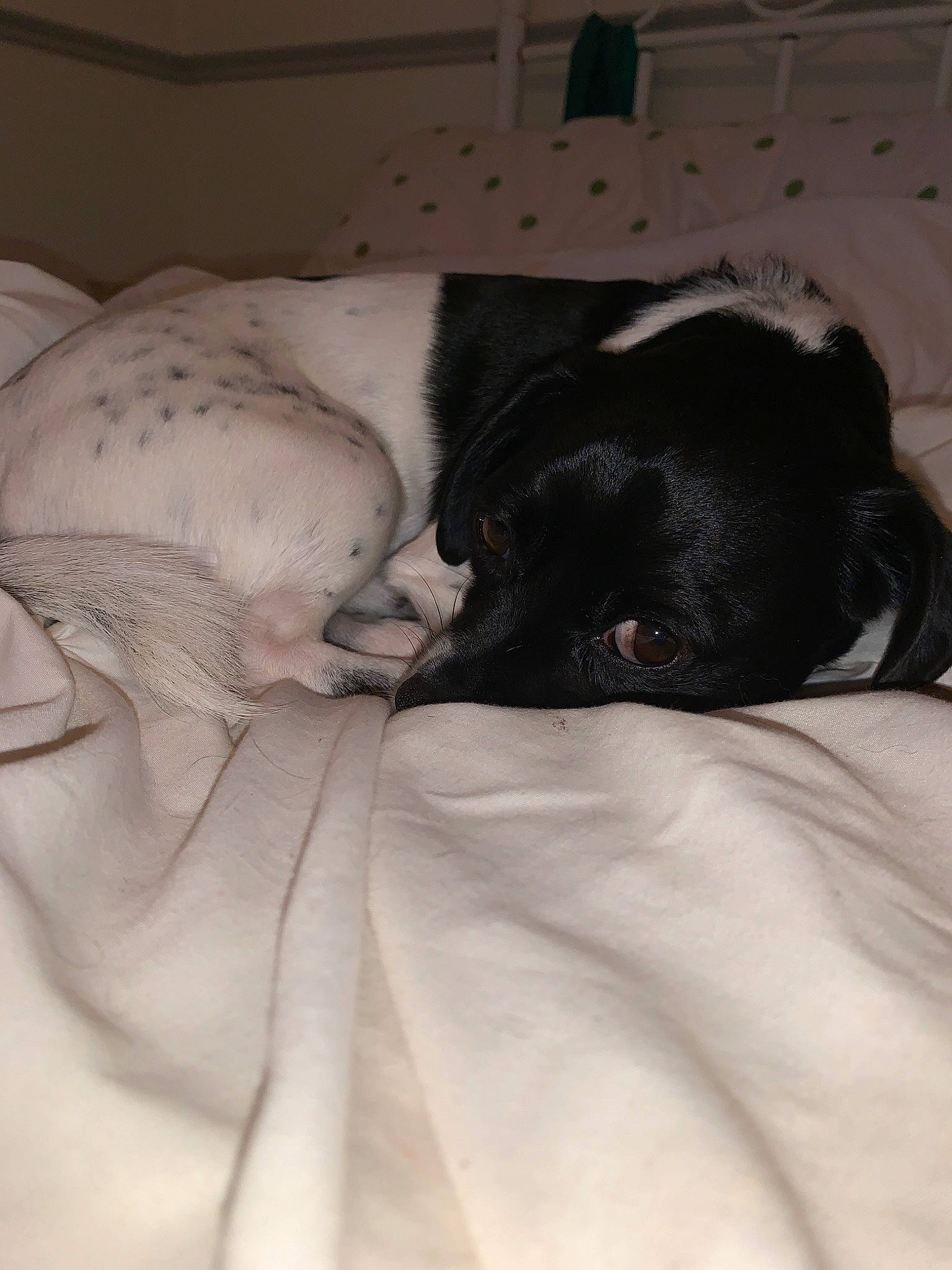 Duke joined the competition — help win amazing prizes! canidae, carnivore, companion_dog, dog, dog_breed, nap, non_sporting_group, pointer, puppy, puppy_love, sleep, sporting_group