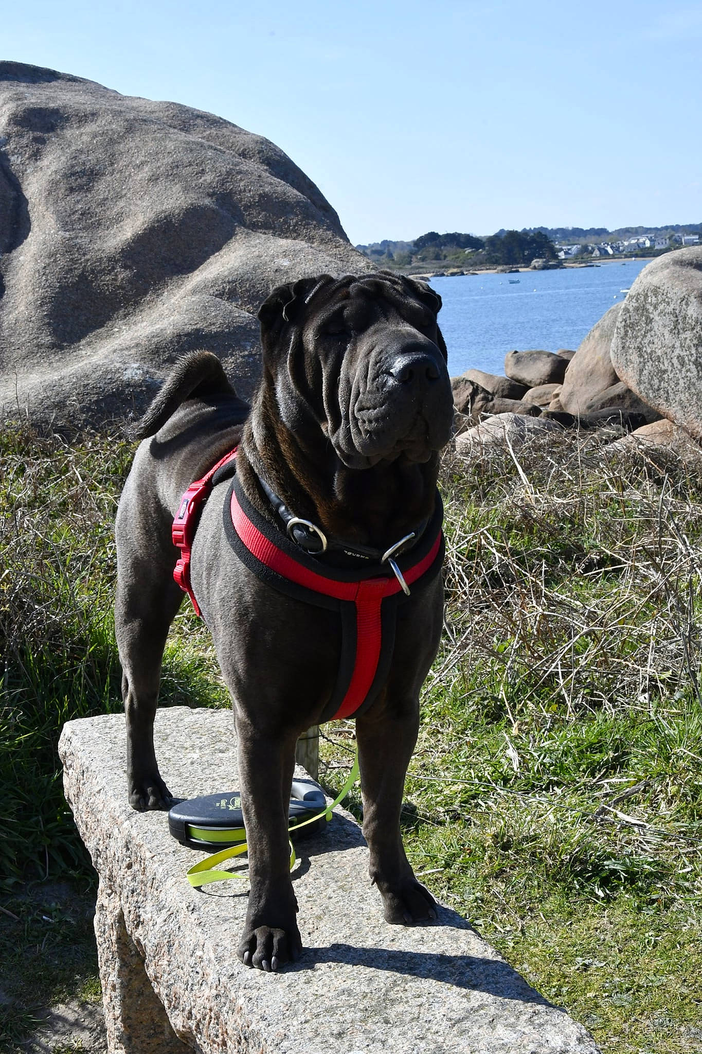 Palome Du Grain De Beauté