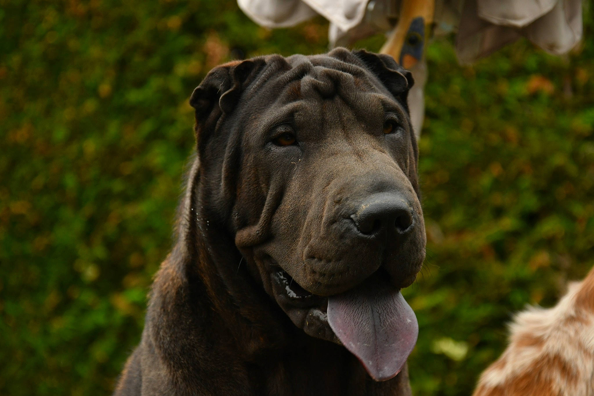 Palome participe au concours pour gagner de l'argent avec cette photo : ancient_dog_breeds, canidae, carnivore, companion_dog, dog, dog_breed, fawn, fur, giant_dog_breed, guard_dog, liver, molosser, old_english_bulldog, shar_pei, snout, sporting_group, whiskers, working_animal, working_dog, wrinkle