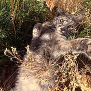 Ceecee joined the competition — help win amazing prizes! animal, brown, cat, closeup, daylight, dry_plants, feline, fur, grass, green, natural, nature, outdoor, paw, plants, relaxed, shadow, stretching, sunlight, wild