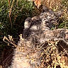 animal, brown, cat, closeup, daylight, dry_plants, feline, fur, grass, green, natural, nature, outdoor, paw, plants, relaxed, shadow, stretching, sunlight, wild