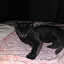 Little Man joined the competition — help win amazing prizes! kitten, cat, gray_cat, sleeping, blanket, pink_blanket, paw, fur, indoor, bed, cozy, cute, pet, animal, resting, soft, domestic_cat, feline, young_cat, relaxed