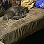 Little Man joined the competition — help win amazing prizes! cat, sleeping, gray_cat, couch, furniture, blanket, indoor, cozy, pet, fur, paw, relaxing, home, resting, animal, living_room, soft, curled_up, quiet, comfortable