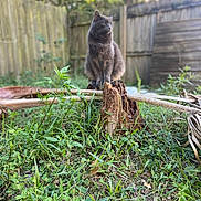Little Man is registered to the contest to win money with this photo: animal, backyard, calm, cat, daylight, feline, fence, grass, gray_cat, greenery, looking_away, nature, outdoor, pet, plants, serene, sitting, tree_stump, wild_plants, wooden_fence