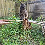 animal, backyard, calm, cat, daylight, feline, fence, grass, gray_cat, greenery, looking_away, nature, outdoor, pet, plants, serene, sitting, tree_stump, wild_plants, wooden_fence