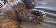 Little Man is registered to the contest to win money with this photo: cat, sleeping, claws, fluffy, indoor, bed, paw, feline, relaxed, domestic, animal, resting, brown, fur, home, cozy, comfort, laying, napping, quiet