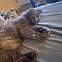 cat, sleeping, claws, fluffy, indoor, bed, paw, feline, relaxed, domestic, animal, resting, brown, fur, home, cozy, comfort, laying, napping, quiet