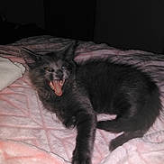 Little Man joined the competition — help win amazing prizes! cat, kitten, gray_cat, pet, animal, feline, bed, blanket, indoor, cute, tongue_out, yawning, playful, soft_texture, cozy, resting, fur, whiskers, paw, sleepy