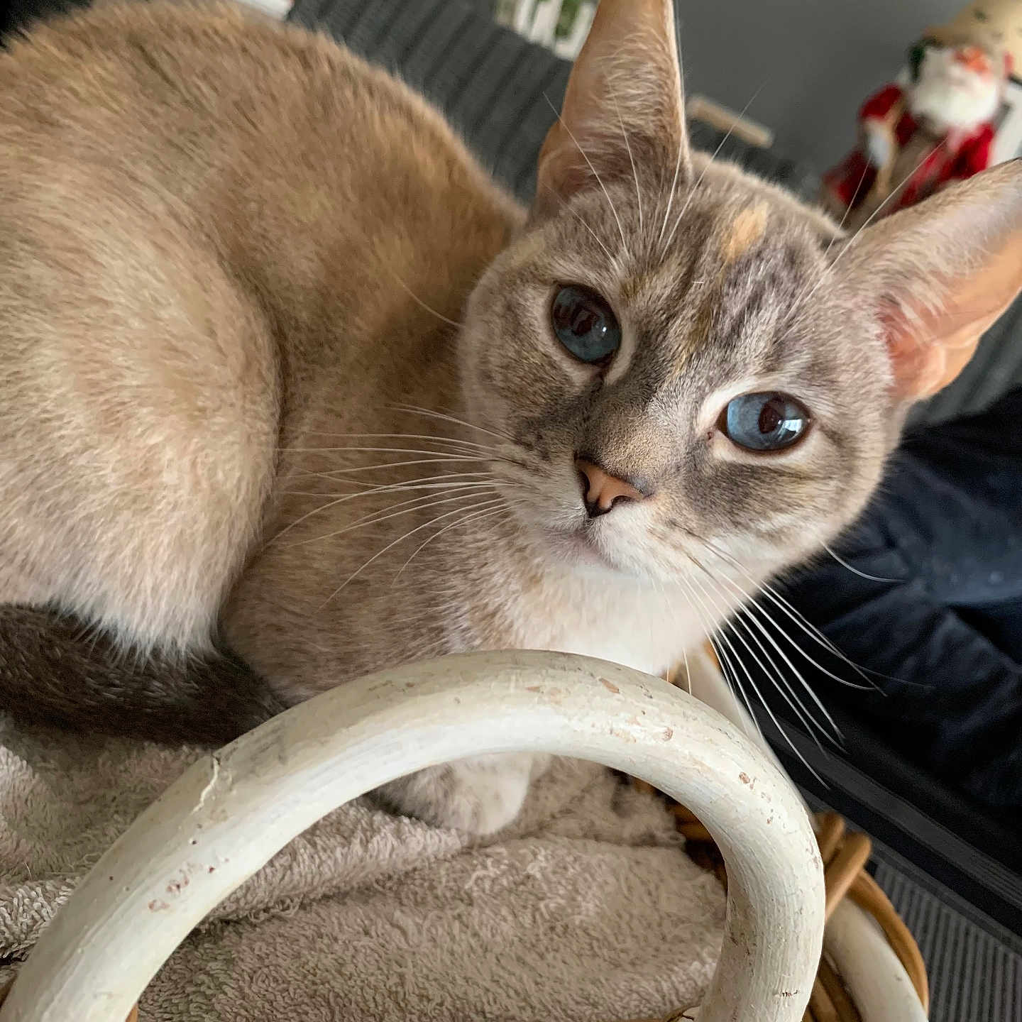 Neige participe au concours pour gagner de l'argent avec cette photo : abyssinian, accessories, animal, bag, basket, cat, couch, furniture, handbag, homedecor, kitten, linen, manx, person, pet, siamese