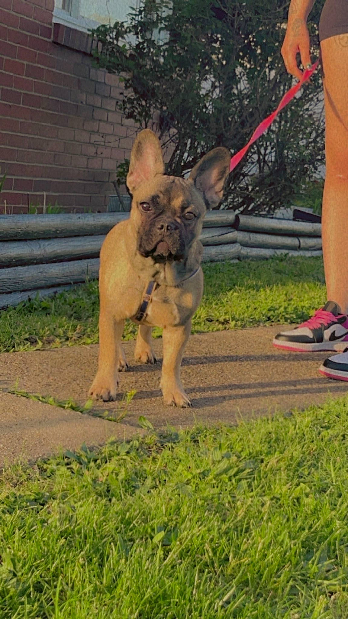 Lady is registered to the contest to win money with this photo: canidae, carnivore, companion_dog, dog, dog_breed, fawn, felidae, grass, human_leg, plant, sandal, snout, sporting_group, tail, terrestrial_animal, toy_dog, tree, wildlife, working_animal, wrinkle