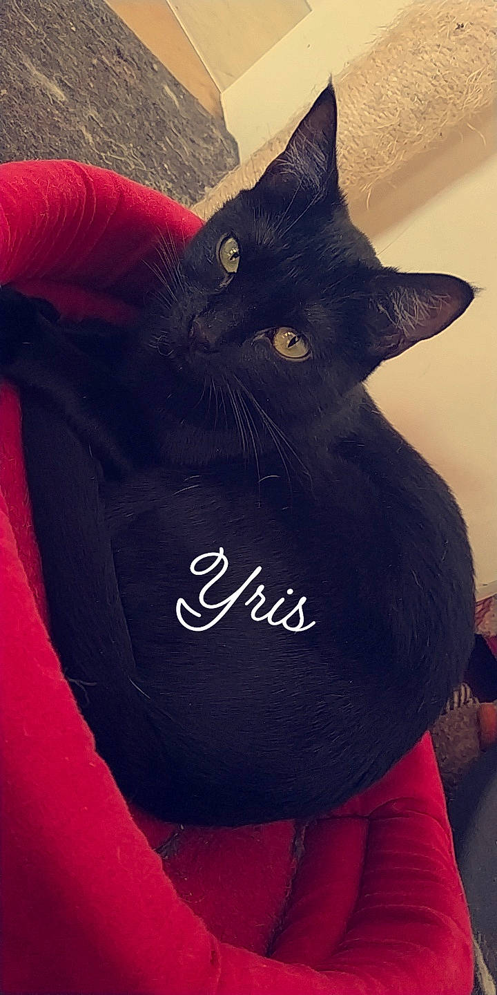 Yris a rejoint le concours — aidez-le/la à gagner de superbes lots ! black_cat, bombay, carnivore, cat, domestic_short_haired_cat, felidae, small_to_medium_sized_cats, whiskers