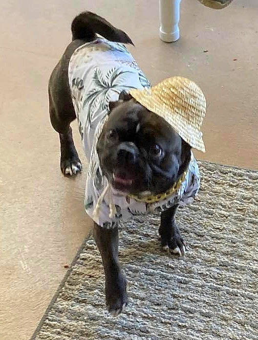 Punky is registered to the contest to win money with this photo: asphalt, canidae, carnivore, collar, companion_dog, dog, dog_breed, fashion_accessory, fawn, flooring, fur, hat, leash, pug, road_surface, snout, sporting_group, tail, toy_dog, working_animal