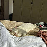 Snow a rejoint le concours — aidez-le/la à gagner de superbes lots ! cat, white_cat, sleeping, bed, blanket, sunlight, cozy, indoor, relaxing, feline, pet, fur, paw, quiet, comfortable, clothes, wardrobe, room, resting, home