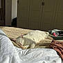cat, white_cat, sleeping, bed, blanket, sunlight, cozy, indoor, relaxing, feline, pet, fur, paw, quiet, comfortable, clothes, wardrobe, room, resting, home