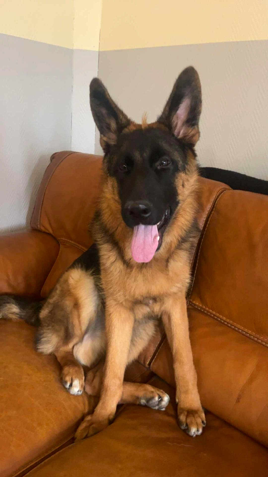 Tyson a rejoint le concours — aidez-le/la à gagner de superbes lots ! dog, german_shepherd, pet, animal, indoor, couch, leather, brown, tongue_out, ears_up, sitting, canine, companion, friendly, house, fur, paw, relaxed, cute, domestic