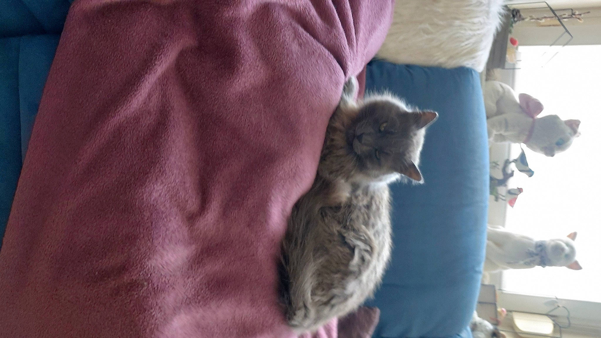 Thor a rejoint le concours — aidez-le/la à gagner de superbes lots ! carnivore, cat, domestic_short_haired_cat, felidae, fur, grey, sleeve, small_to_medium_sized_cats, tail, whiskers